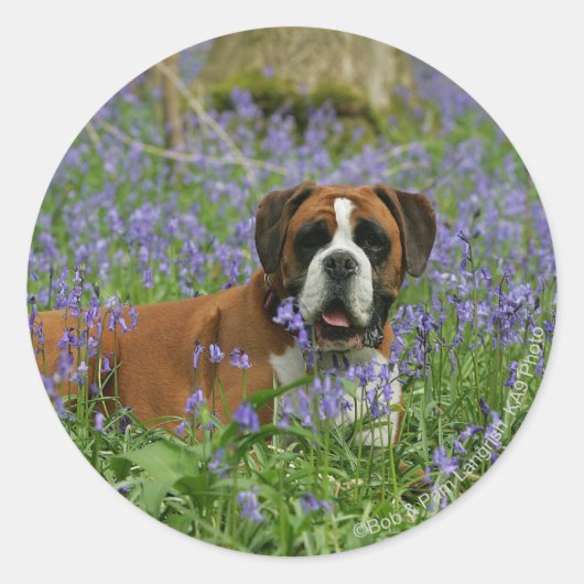 Sticker Rond Boxer Laying in Bluebells (Devant)