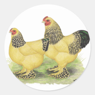 Sticker Rond Brahmas : Buff Bantams