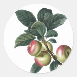 Sticker Rond Branche des pommes rouges