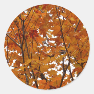 Sticker Rond Branches de Feuilles d'érable I Orange Automne