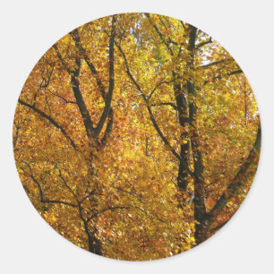 Sticker Rond Branches de feuilles jaunes couleur automne lumine