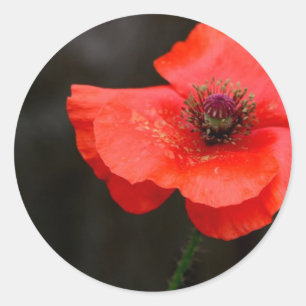Sticker Rond Brilliant Red Poppy