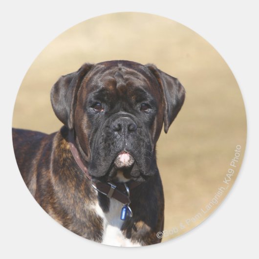 Sticker Rond Brindle Boxer Chien debout (Devant)