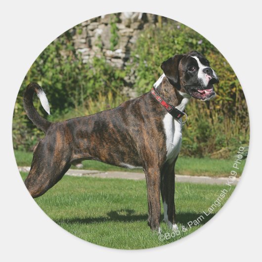 Sticker Rond Brindle Boxer Dog Show Stance (Devant)