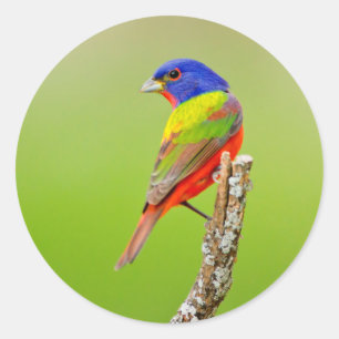 Sticker Rond Bruant à tête rouge (Passerina ciris) Mâle perché