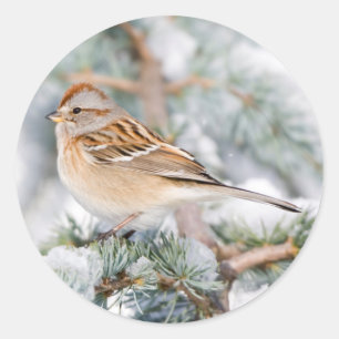 Sticker Rond Bruant hudsonien en hiver