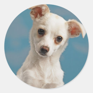 Sticker Rond Bruno le chiot Chihuahua
