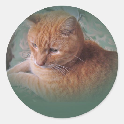 Sticker Rond Bubba l'Orange Tabby Tomcat (Devant)