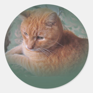 Sticker Rond Bubba l'Orange Tabby Tomcat