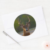 Sticker Rond Buck à queue blanche (Enveloppe)