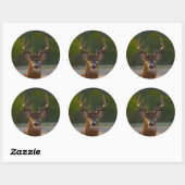 Sticker Rond Buck à queue blanche (Feuille)