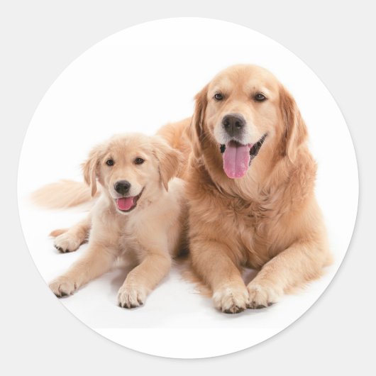Sticker Rond Buddies Golden Retriever (Devant)