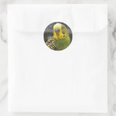 Sticker Rond Budgie Bird (Sac)