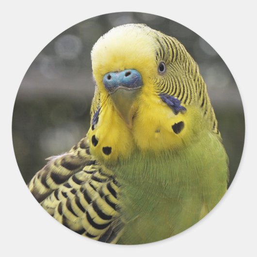 Sticker Rond Budgie Bird (Devant)