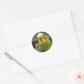 Sticker Rond Budgie Bird (Enveloppe)