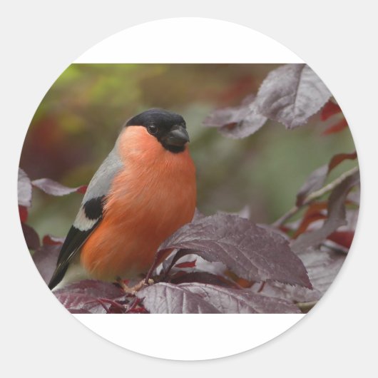 Sticker Rond Bull Finch (Devant)