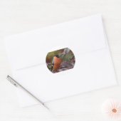 Sticker Rond Bull Finch (Enveloppe)