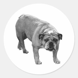 Sticker Rond Bulldog à cacheter