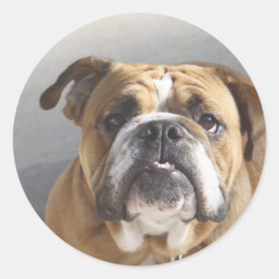 Sticker Rond Bulldog Face - Bulldog anglais, Brown