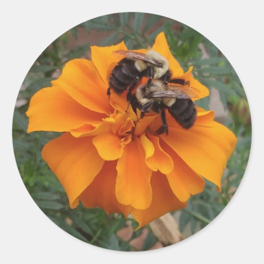 Sticker Rond Bumblebebees sur Marigold Flower (Devant)