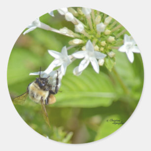 Sticker Rond Bumblebee & fleurs