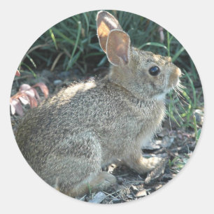 Sticker Rond Bunny de jardin