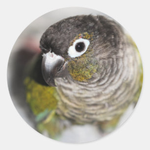 Sticker Rond Burbel