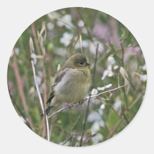 Sticker Rond Bushtit (Devant)