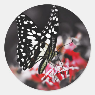 Sticker Rond Butterfly on Red Flower