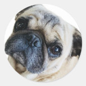 Sticker Rond Cachorro (Devant)
