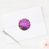 Sticker Rond Cactus de Noël rose (Enveloppe)