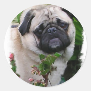 Sticker Rond Cadeaux aux amoureux du carlin