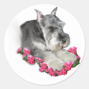 Sticker Rond Cadeaux d'art Schnauzer miniature