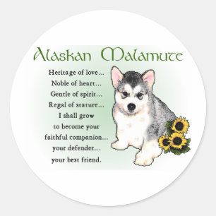 Sticker Rond Cadeaux Malamute en Alaska