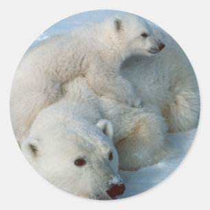 Sticker Rond Cadeaux Polar_bear_with_cub