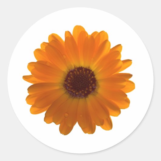 Sticker Rond Calendula (Devant)
