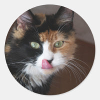 Calico Cat