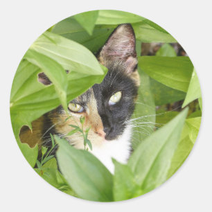 Sticker Rond Calico Cat dans les Zinnias