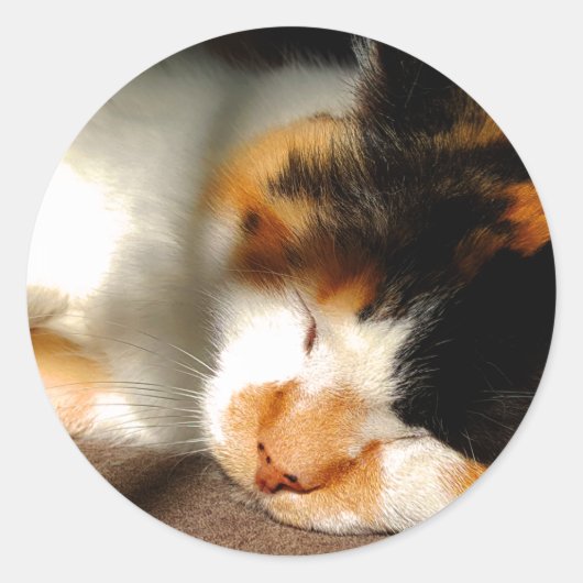 Sticker Rond Calico Cat Sunning (Devant)