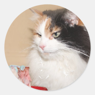 Sticker Rond Calico chat mange gâteau d'anniversaire