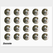Sticker Rond Calico Tiger (Feuille)