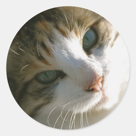Sticker Rond Calico Tiger (Devant)