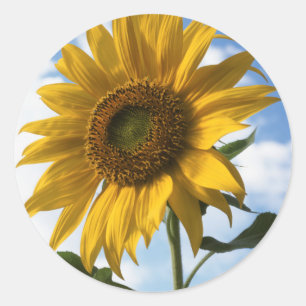 Sticker Rond Californie, A Mammoth Sunflower (Helianthus) 4