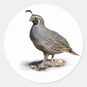 STICKER ROND CALIFORNIE QUAIL