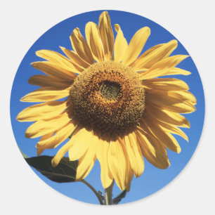 Sticker Rond Californie, Un Tournesol Mammouth (Helianthus) 3