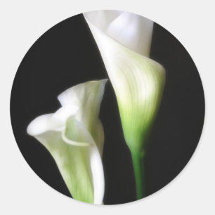 Sticker Rond Calla Lily 2