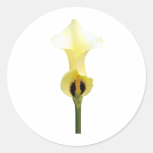 Sticker Rond Calla Lily jaune