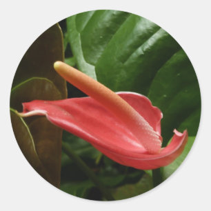 Sticker Rond Calla Rose Lily Élégant Floral