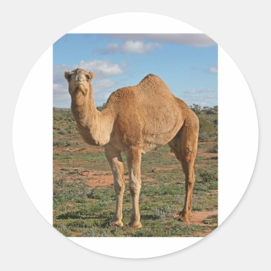 Sticker Rond Camel (Devant)