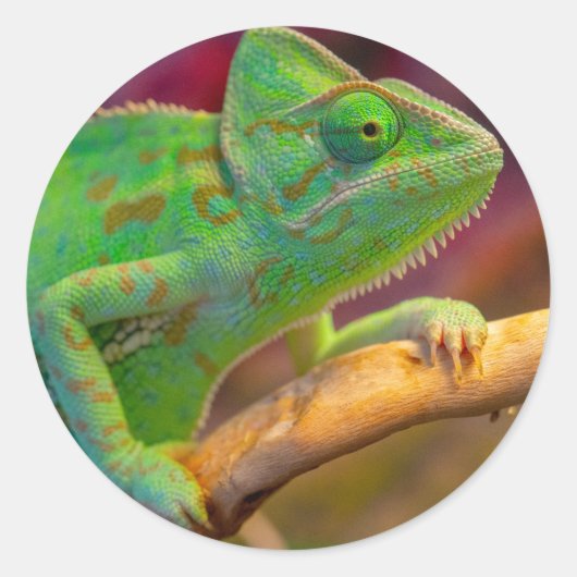 Sticker Rond Caméléon vert (Devant)